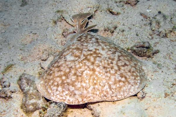 Animales más peligrosos en España - Raya eléctrica jaspeada