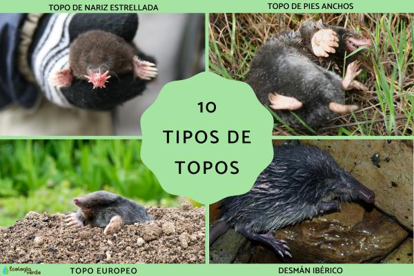 Tipos de topos