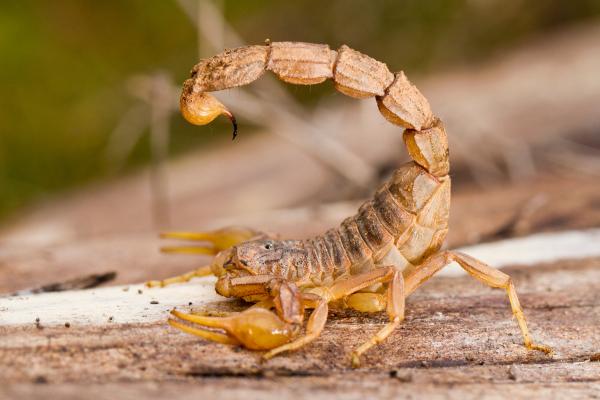 Animales más peligrosos en España - Escorpión común