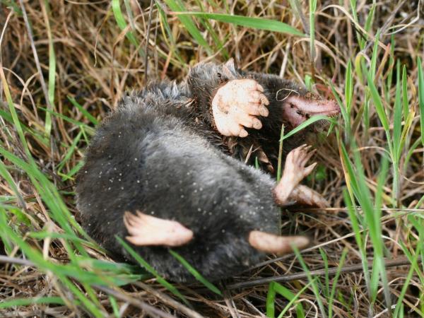 Tipos de topos - Topo de pies anchos (Scapanus latimanus)