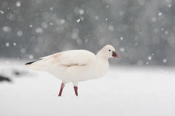 鹅的种类 - 雪雁 (Anser caerulescens)