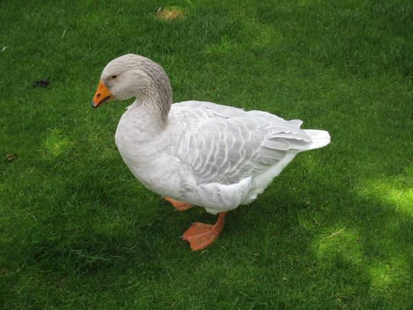 鹅的种类 - Goose Steinbacher