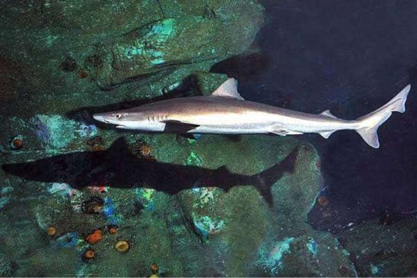 地中海鲨鱼 - 角鲨（Galeorhinus galeus）