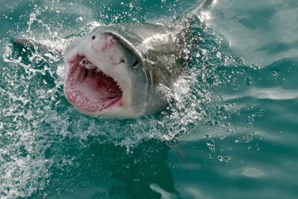 地中海鲨鱼 - 大白鲨（Carcharodon carcharias）