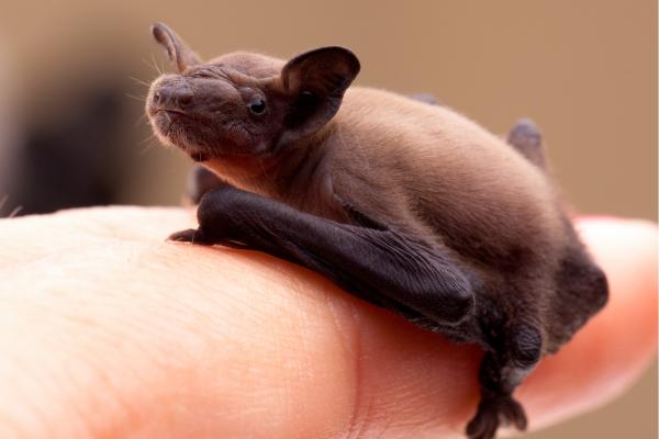 蝙蝠的种类 - 矮蝠 (Pipistrellus pipistrellus)
