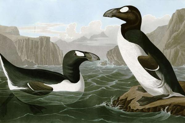 大海雀：灭绝原因、栖息地和饮食 - 大海雀描述