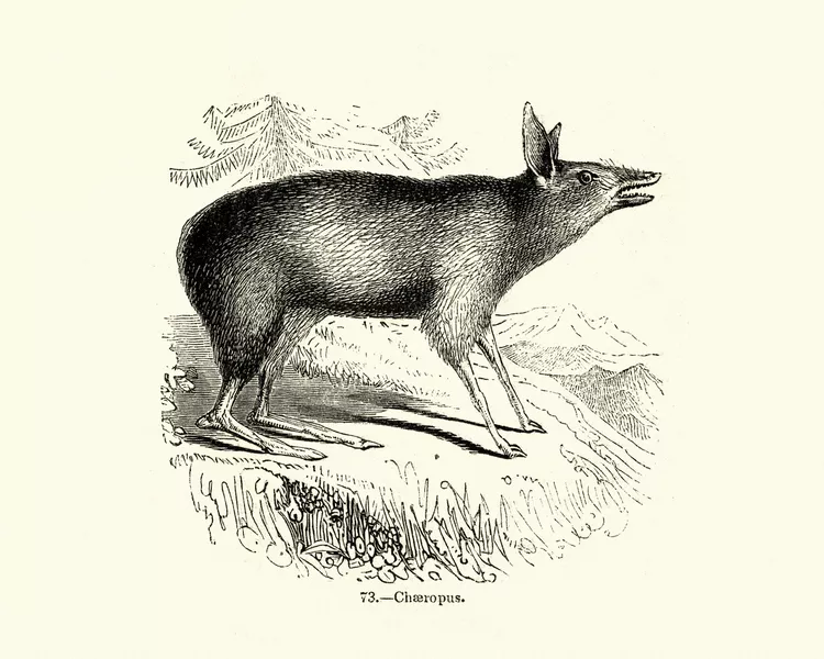 17.webp