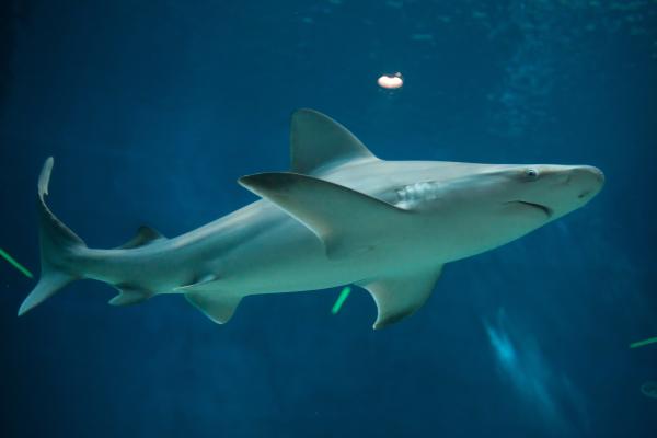 地中海鲨鱼 - 大鼻鲨（Carcharhinus altimus）