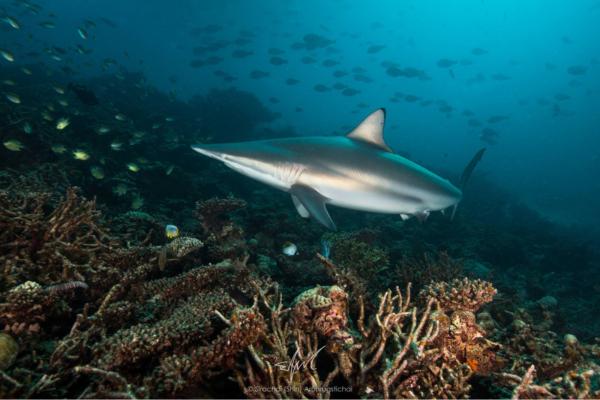 地中海鲨鱼 - 短尾真鲨 (Carcharhinus brevipinna)