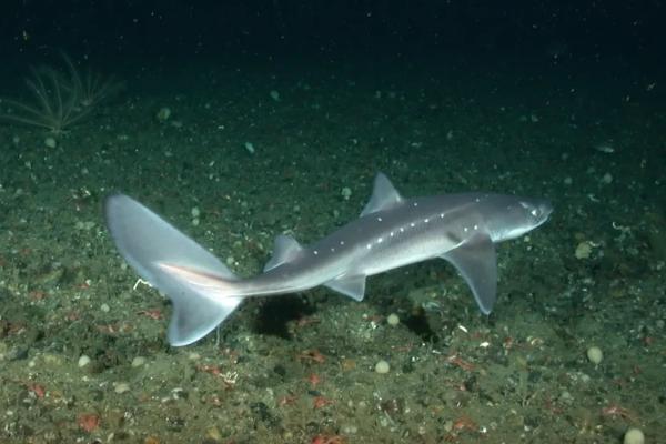地中海鲨鱼 - 角鲨（Squalus acanthias）