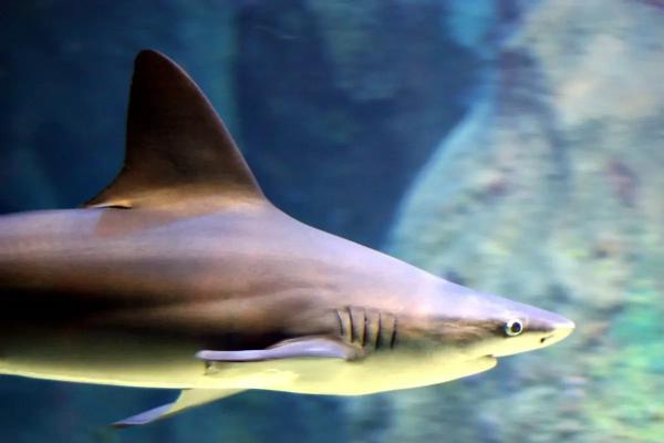 地中海鲨鱼 - 沙洲鲨（Carcharhinus plumbeus）