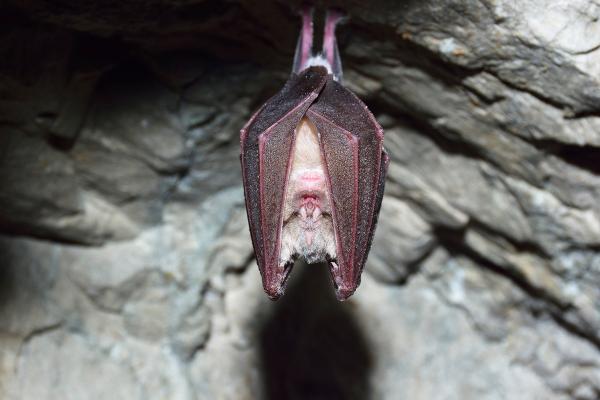 蝙蝠种类 - 大马蹄蝠（Rhinolophus ferrumequinum）