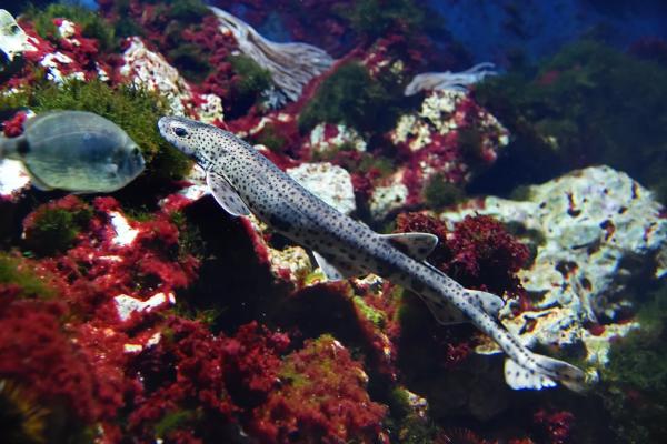 地中海鲨鱼 - 小斑猫鲨（Scyliorhinus canicula）