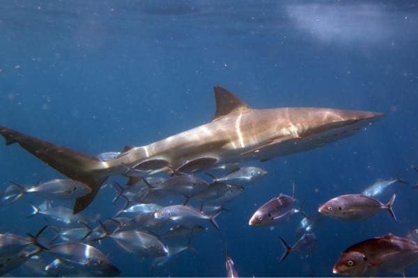 地中海鲨鱼 - 铜鲨（Carcharhinus brachyurus）