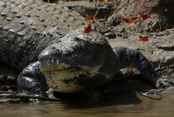 墨西哥爬行动物 - 墨西哥鳄鱼（Crocodylus moreletii）