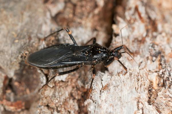 臭虫种类 - 蒙面猎人臭虫 (Reduvius personatus)