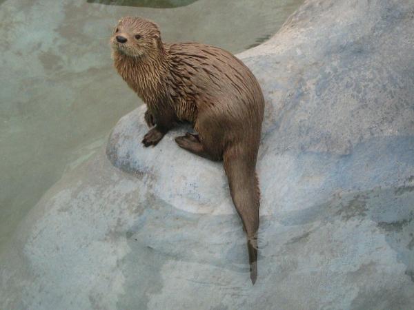 Tipos de nutrias - Nutria marina sudamericana o gato de mar (Lontra felina)