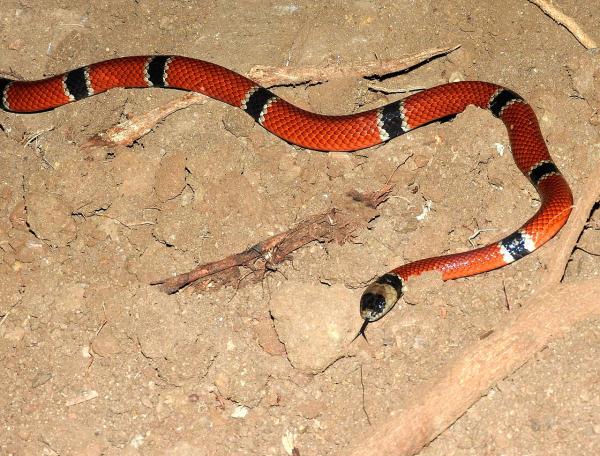 墨西哥爬行动物 - 西墨西哥珊瑚礁莺 (Micrurus distans)