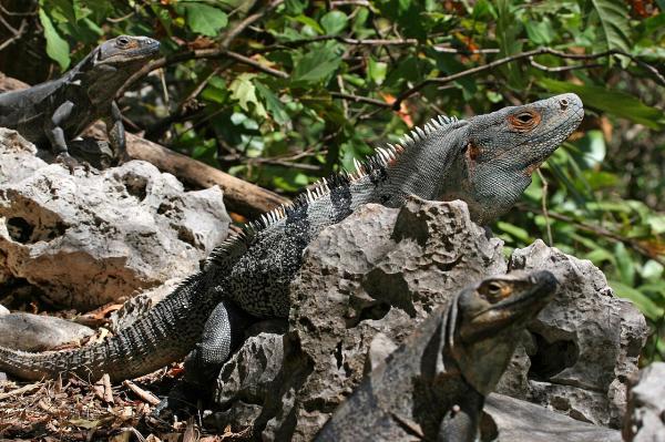 墨西哥的爬行动物 - 刺尾鬣蜥 (Ctenosaura similis)