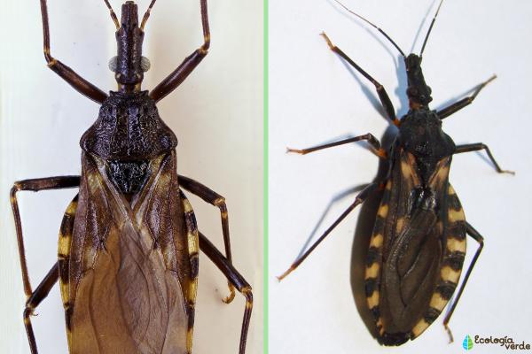 臭虫种类 - 接吻虫或 vinchuca（Triatoma infestans）