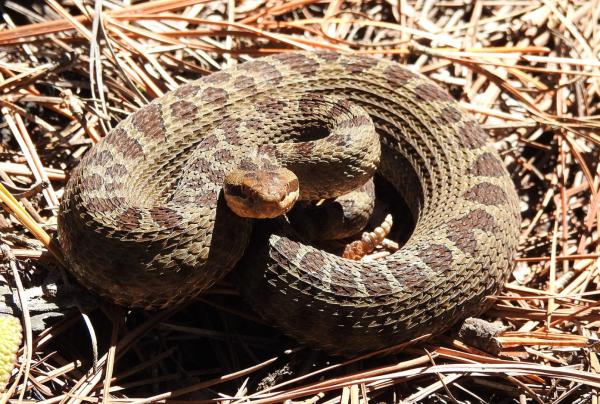 墨西哥爬行动物 - 火山响尾蛇（Crotalus triseriatus）