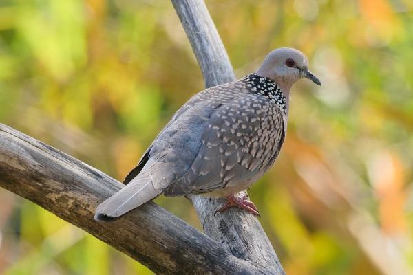 Tipos de palomas - Tórtola moteada 