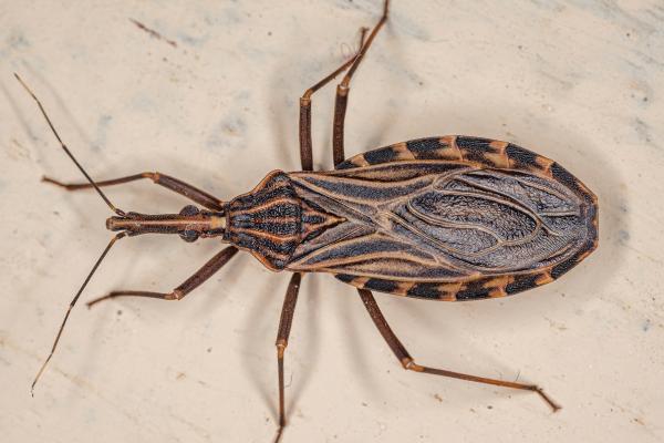 臭虫种类 - 南美和中美接吻虫（Rhodnius prolixus）