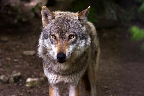 Các loại sói - Sói châu Âu (Canis lupus lupus)