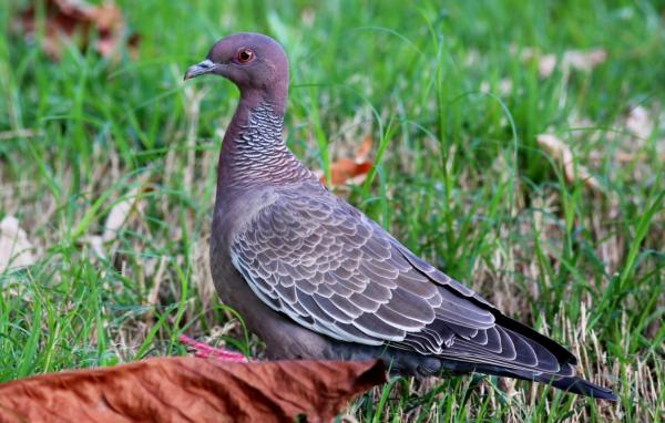 Tipos de palomas - Paloma picazuró