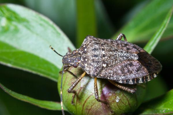 臭虫种类 - 亚洲臭虫（Halyomorpha halys）