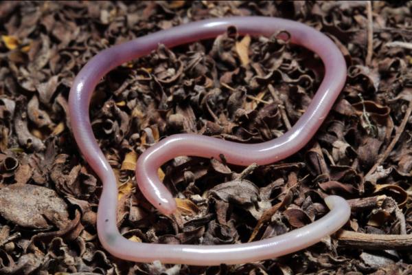 墨西哥的爬行动物 - 尤卡坦盲蛇（Amerotyphlops microstomus）