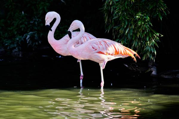 Tipos de flamencos - Flamenco chileno (Phoenicopterus chilensis)