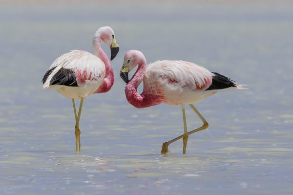 Tipos de flamencos - Parina grande o flamenco andino (Phoenicoparrus andinus)