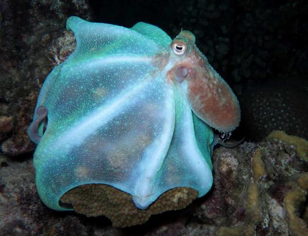 Tipos de pulpos - Pulpo de los arrecifes caribeños (Octopus briareus)