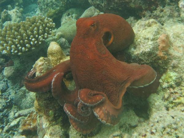 Tipos de pulpos - Pulpo del día (Octopus cyanea)