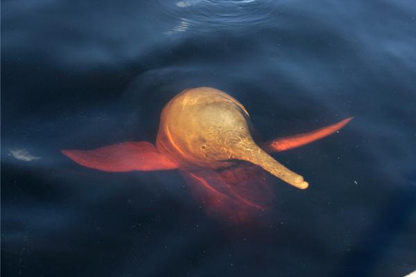 Delfín rosado del Amazonas en peligro de extinción - Cuántos delfines rosados del Amazonas quedan en el mundo