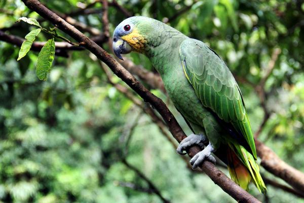 Tipos de loros - Loro amazona o guaro (Amazona amazonica)