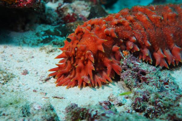 Sea Cucumbers: What They Are, Characteristics, and Reproduction - How Sea Cucumbers Feed
