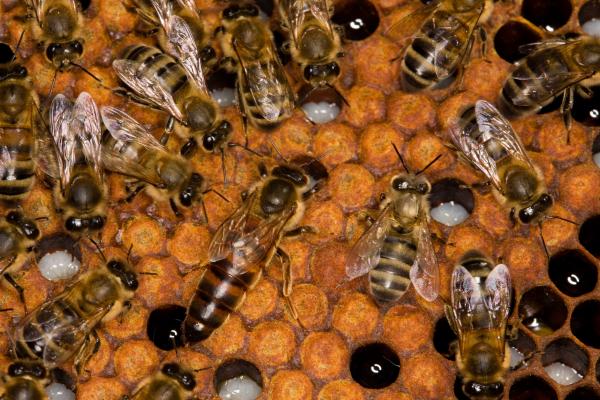 Abeja reina: tamaño, cómo nace y cuánto vive - Tamaño de la abeja reina