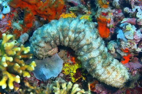 Sea cucumbers: what they are, characteristics, and reproduction - What are sea cucumbers?
