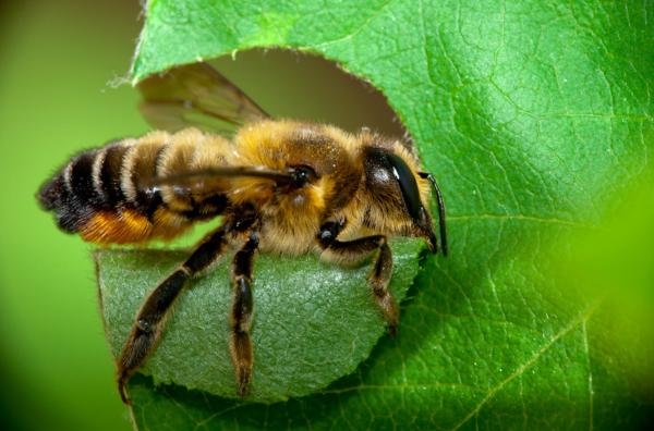 Tipos de abejas - Abejas de la familia Megachilidae