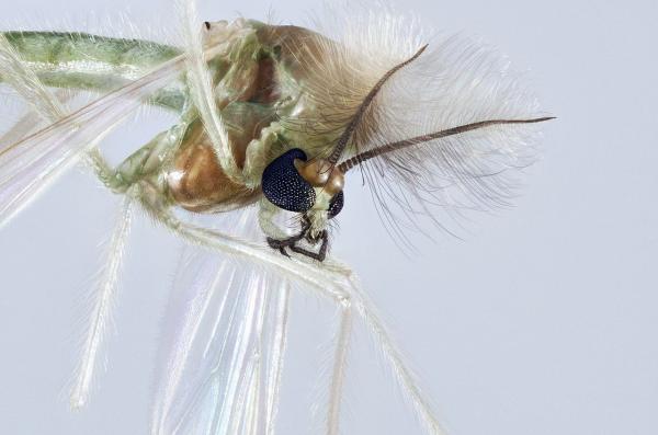 Tipos de mosquitos - Quironómidos (familia Chironomidae)