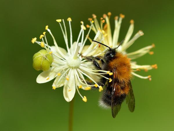 Tipos de abejorros - Abejorro de árbol (Bombus hypnorum)
