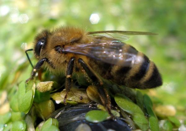 Tipos de abejas - Abejas de familia Apidae