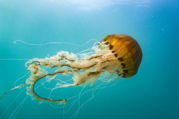Medusas del Mediterráneo - Medusa radiada o de compases (Chrysaora hysoscella)