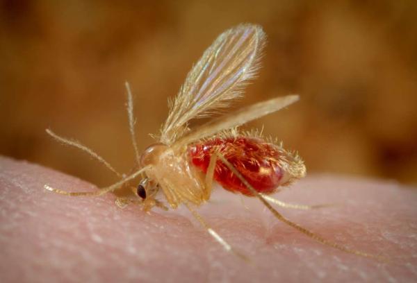 Tipos de mosquitos - Flebotomos (subfamilia Phlebotominae)