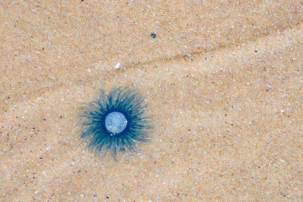 Medusas del Mediterráneo - Botón azul (Porpita porpita)