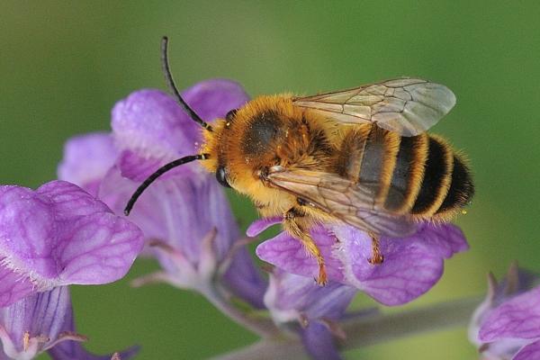 Tipos de abejas - Abejas de la familia Melittidae