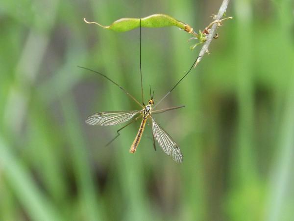 Tipos de mosquitos - Típulas (familia Tipulidae)