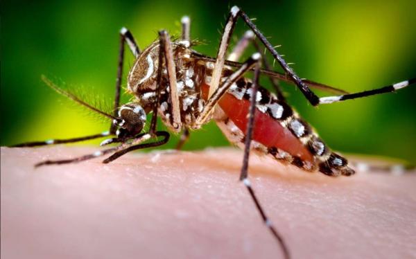 Tipos de mosquitos - Mosquito del dengue (Aedes aegypti)